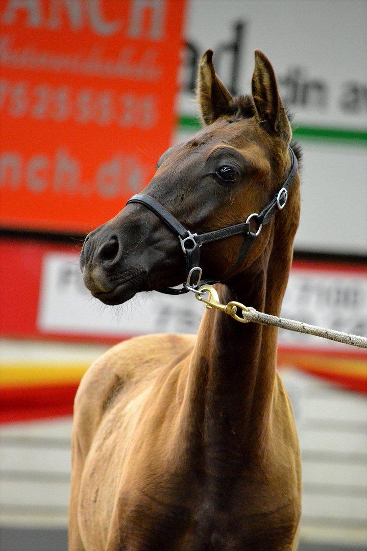 DAMOCHA 2011 billede 30