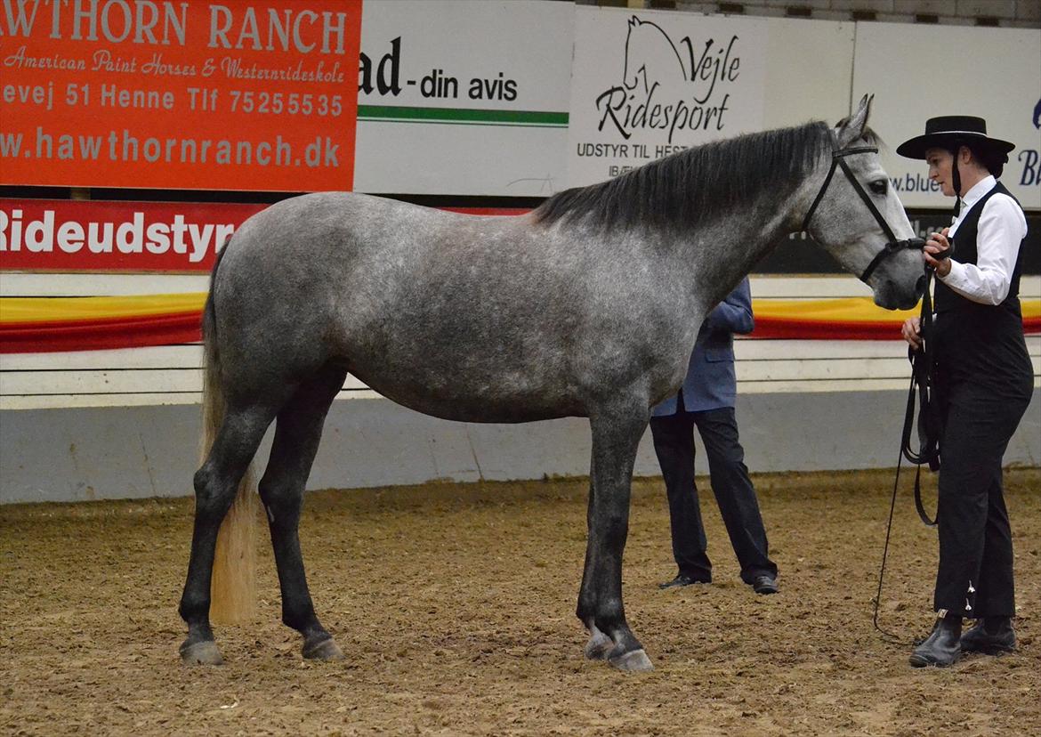 DAMOCHA 2011 - Abril LXI billede 31