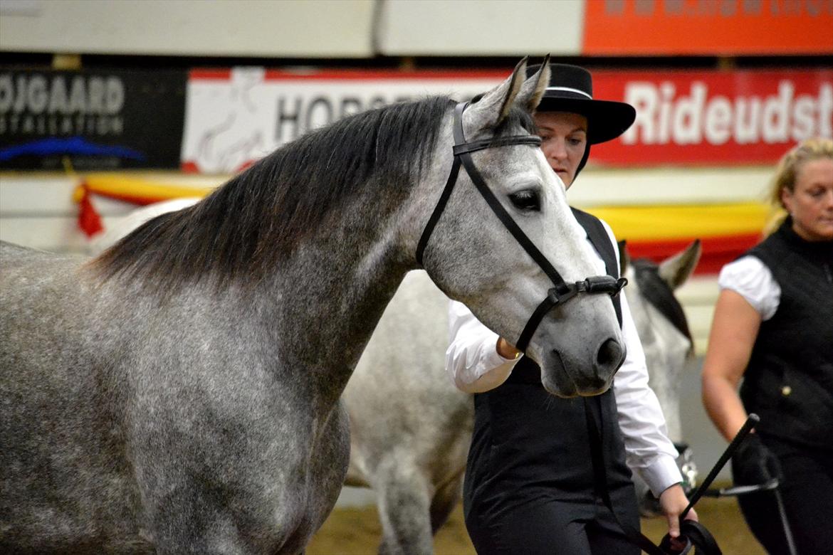 DAMOCHA 2011 - Abril LXI billede 32