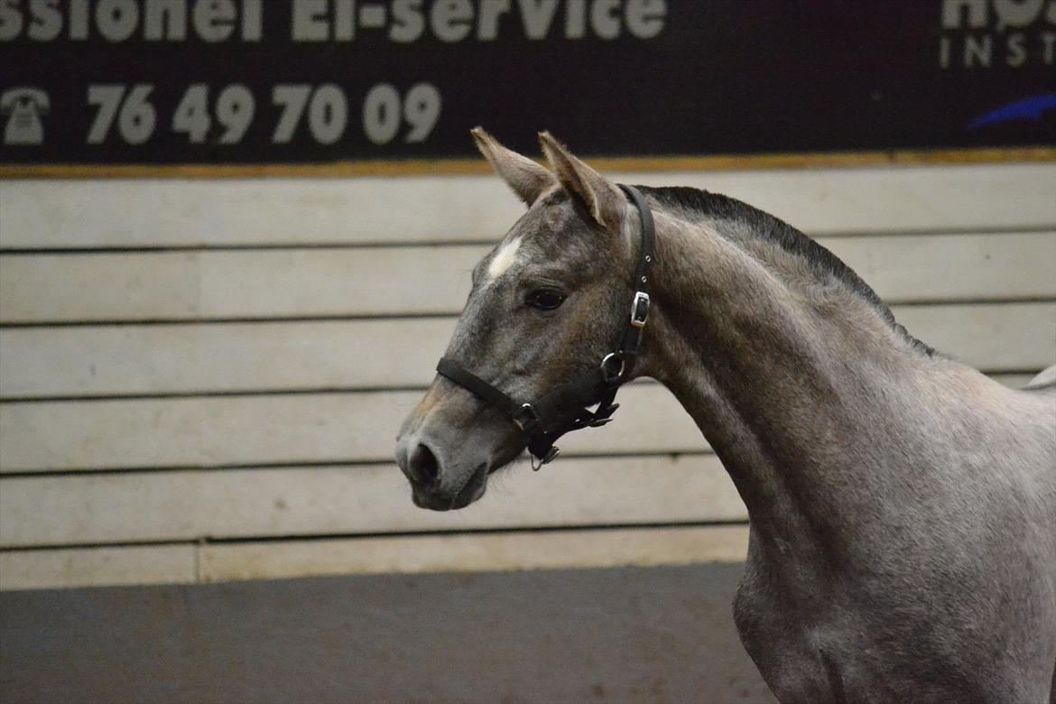 DAMOCHA 2011 billede 33