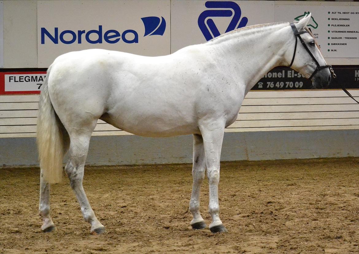 DAMOCHA 2011 - Sky Amada billede 34