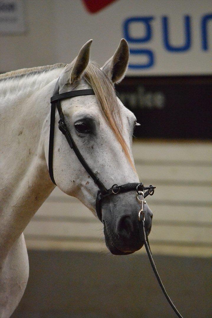 DAMOCHA 2011 - Sky Amada billede 35