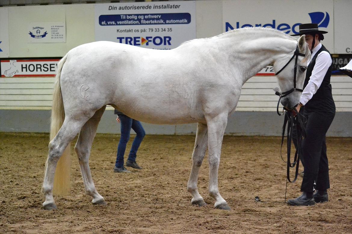 DAMOCHA 2011 - Arijoa CRE billede 36