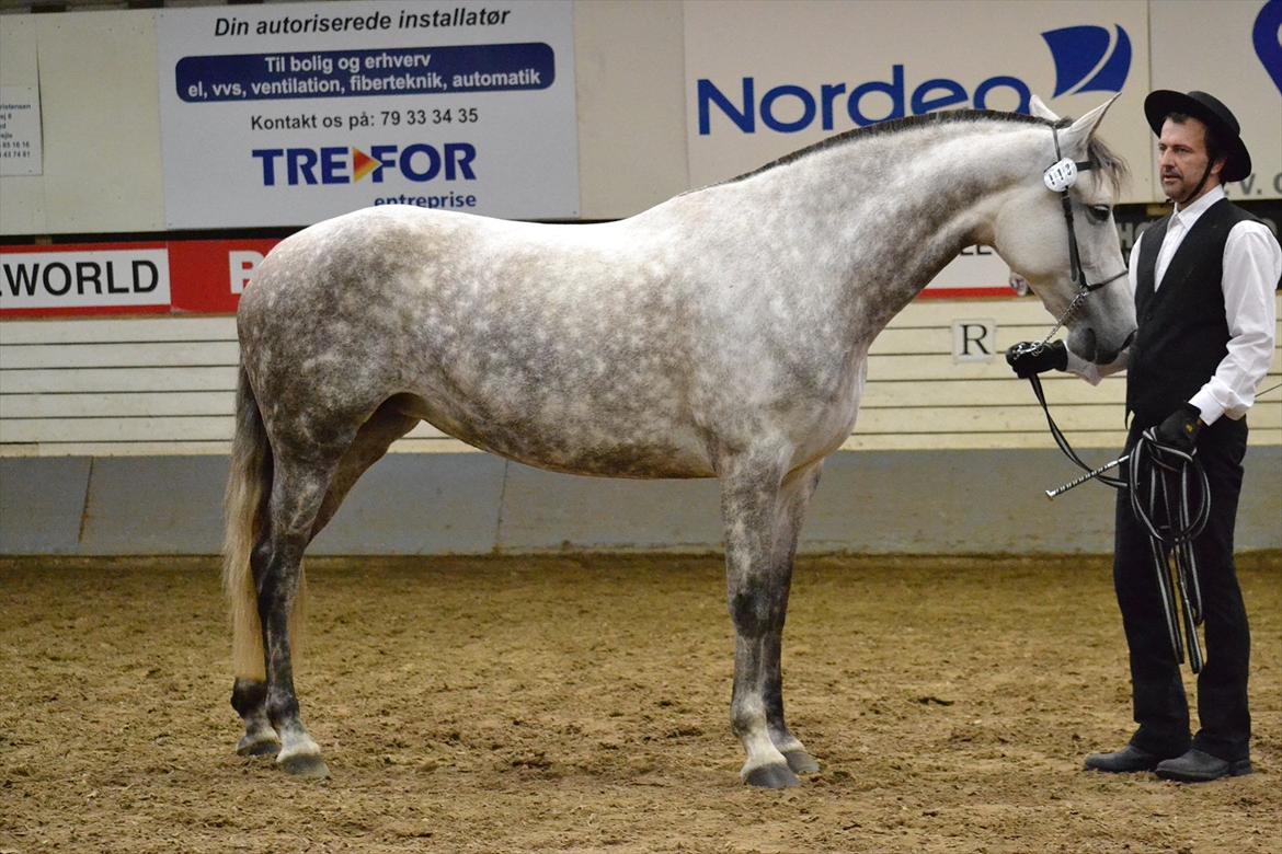 DAMOCHA 2011 - Golosina XII billede 37