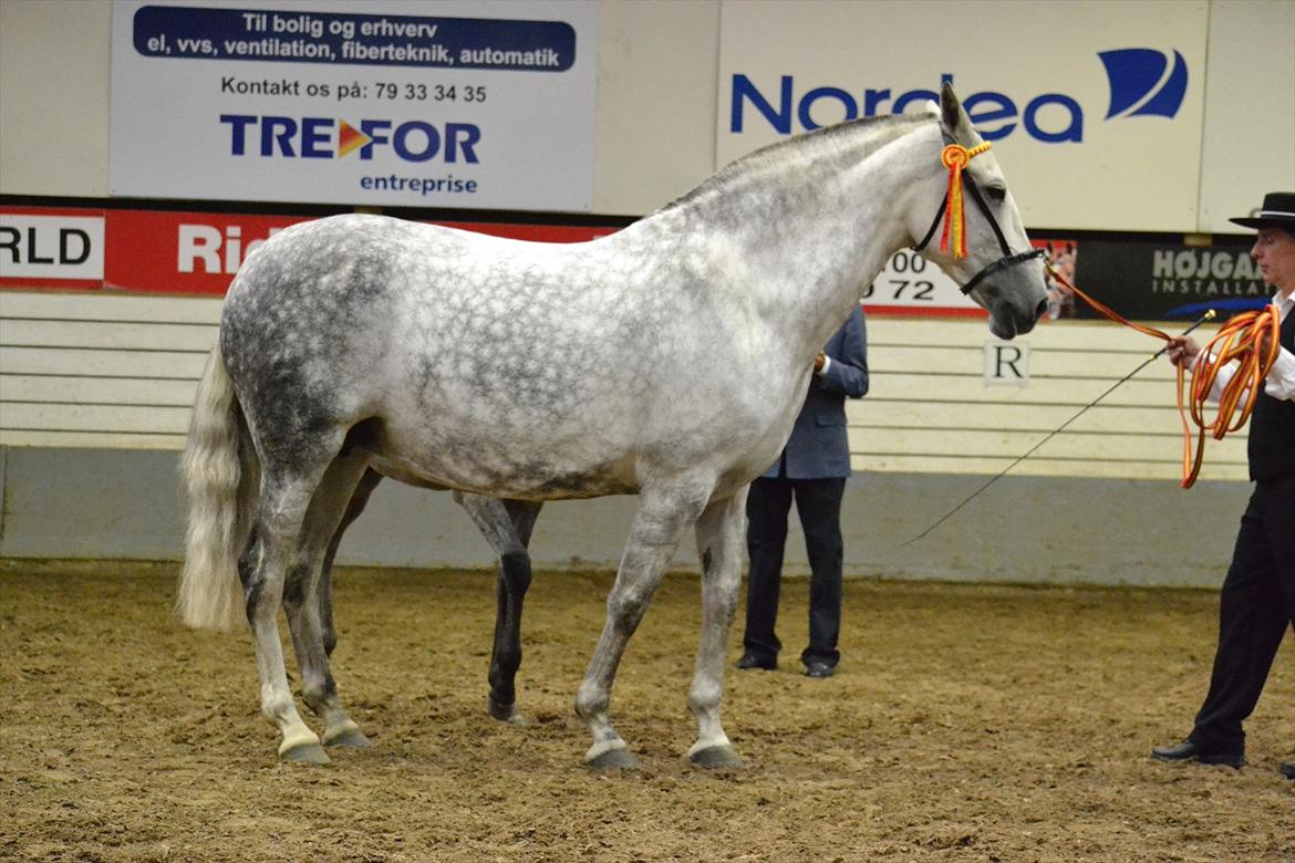 DAMOCHA 2011 - Briosa LXXXVIII billede 38