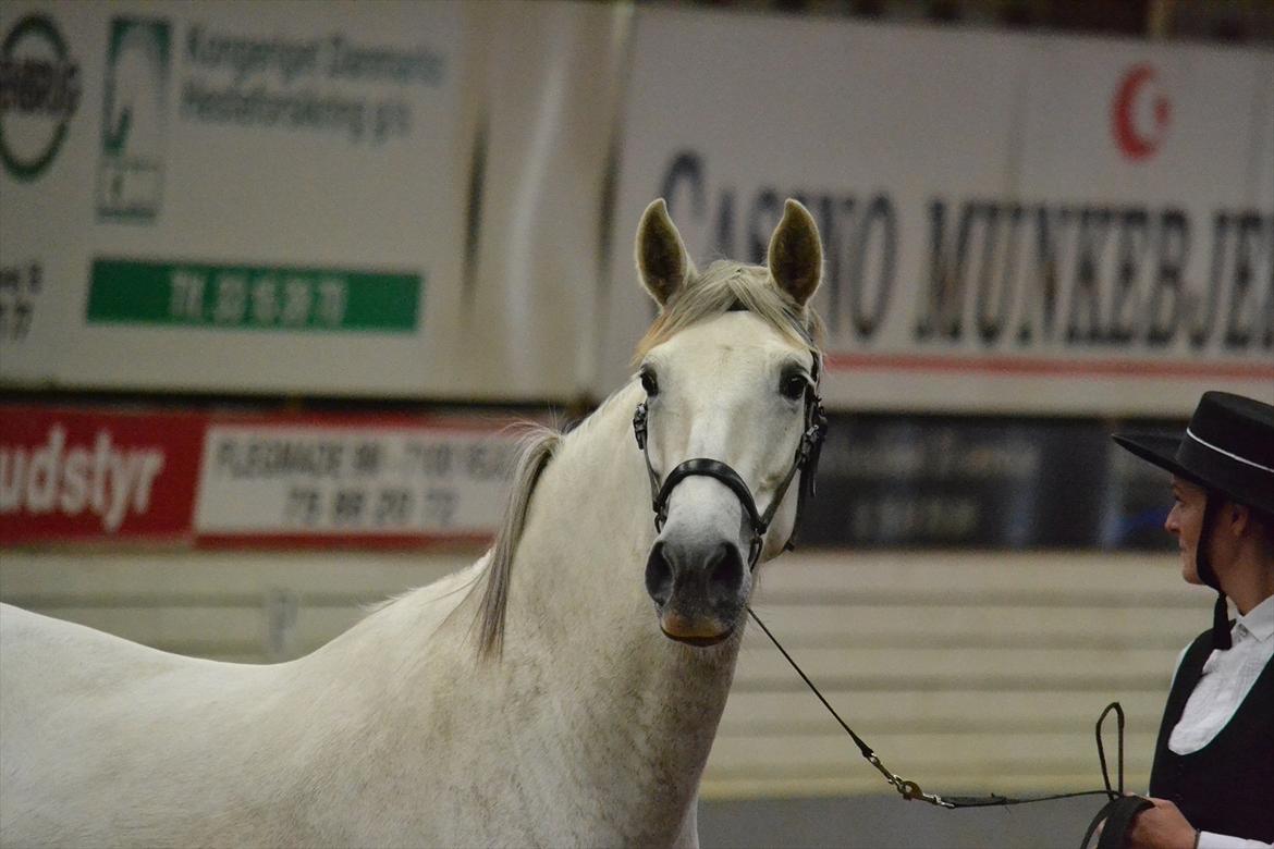 DAMOCHA 2011 - Arijoa CRE billede 39