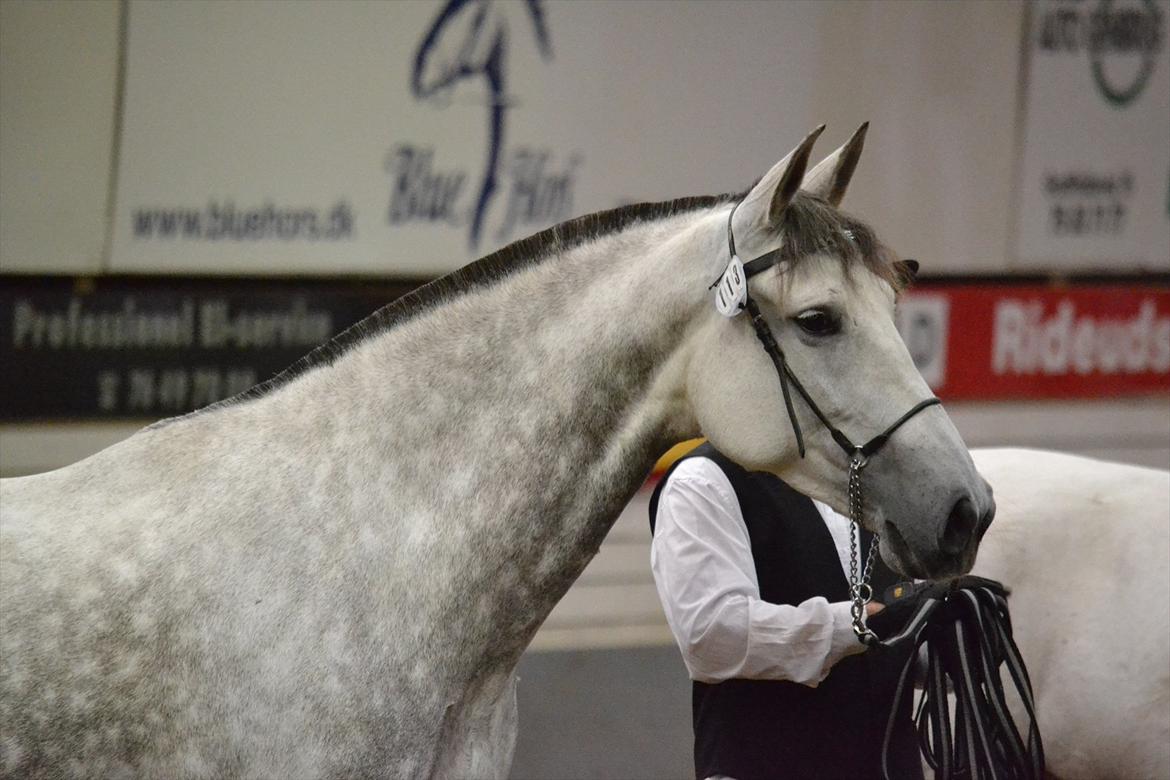 DAMOCHA 2011 - Golosina XII billede 40