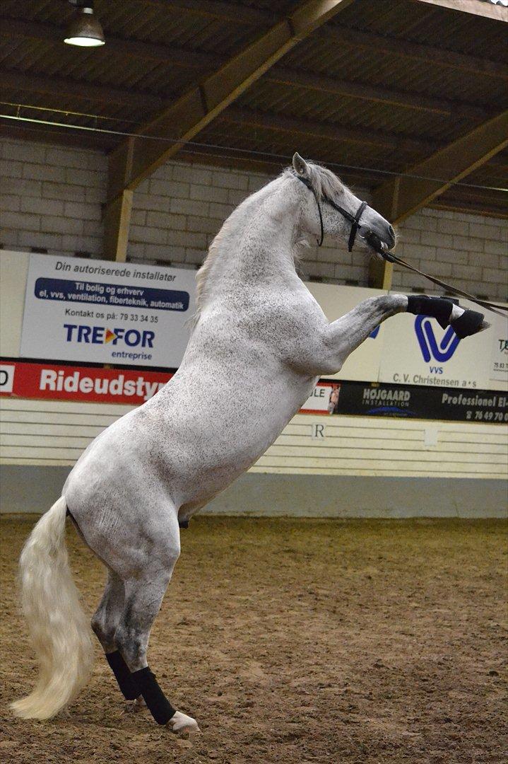 DAMOCHA 2011 - Envidoso XXXIX billede 41