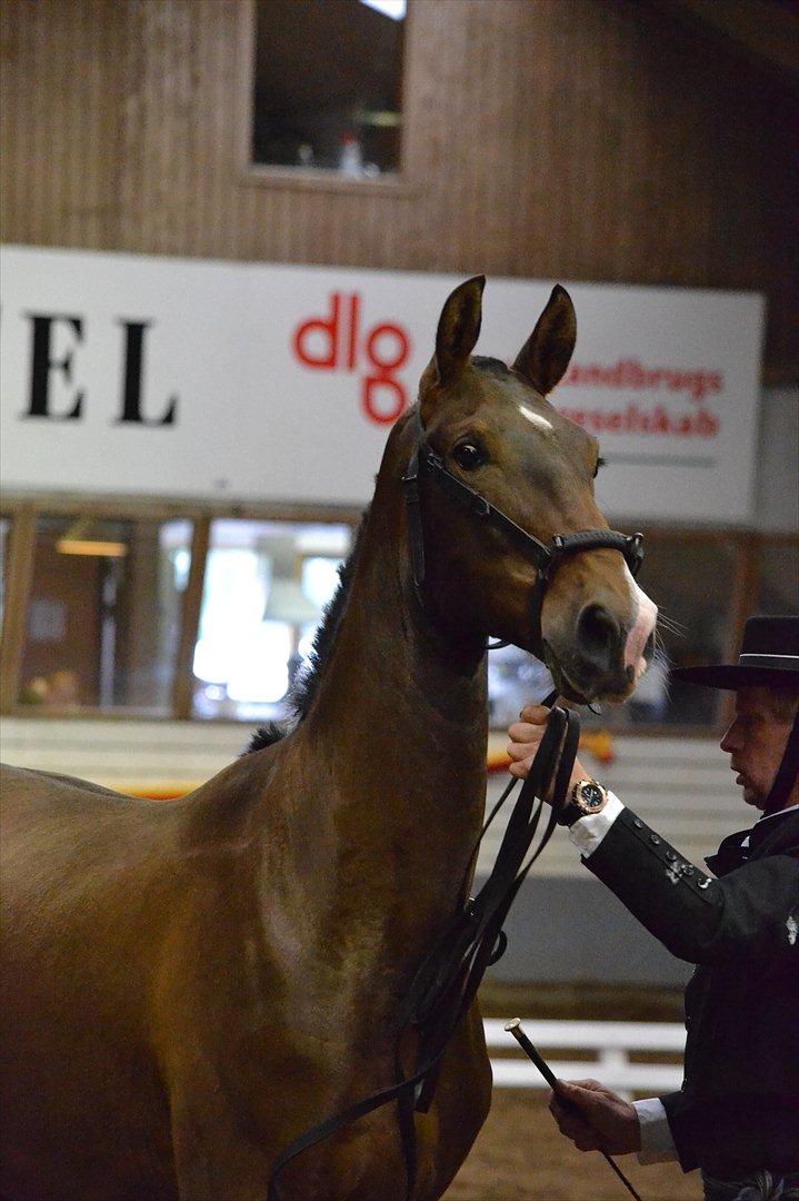 DAMOCHA 2011 - Equador F billede 42