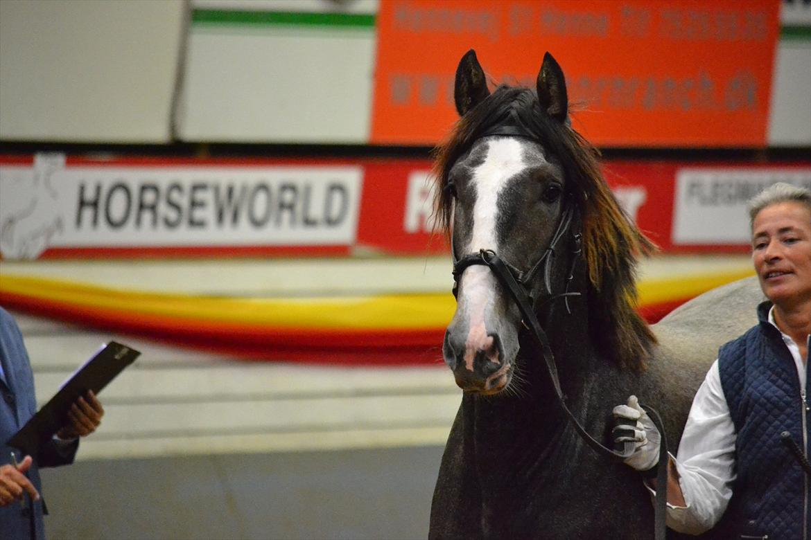 DAMOCHA 2011 - Nagual De Cava billede 46