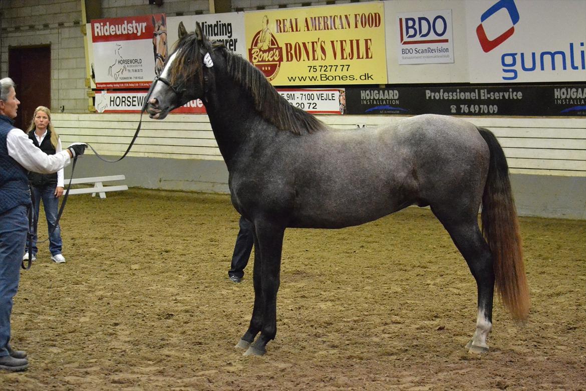 DAMOCHA 2011 - Nagual De Cava billede 47