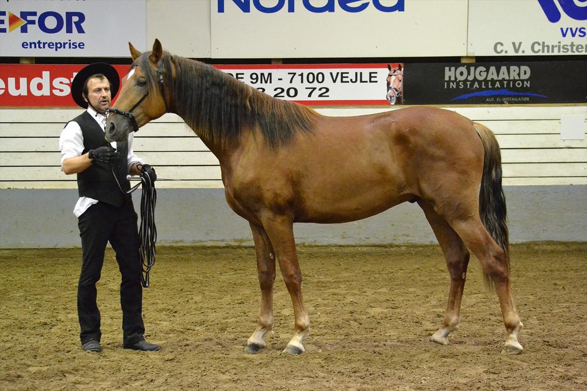 DAMOCHA 2011 - Arrogante LXI billede 48