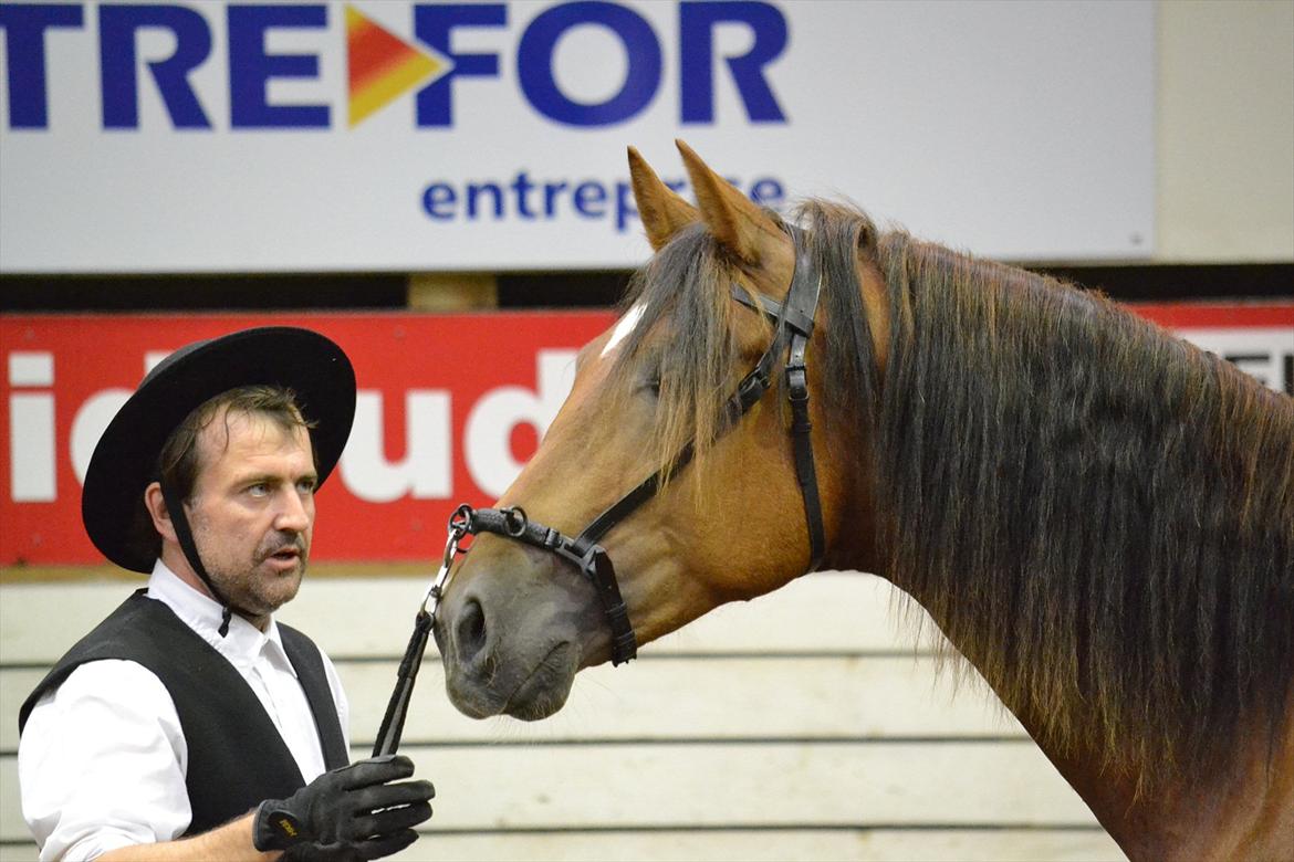 DAMOCHA 2011 - Arrogante LXI billede 49