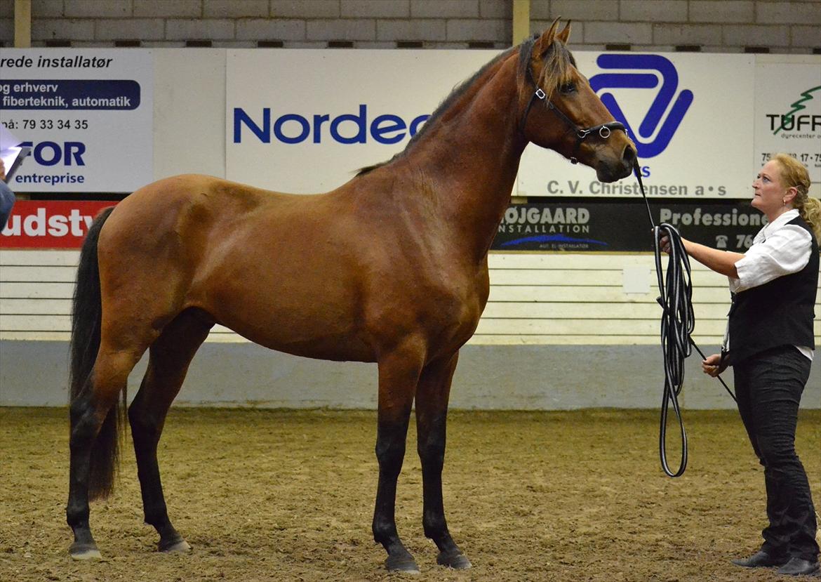 DAMOCHA 2011 - Rohans Melkor billede 50