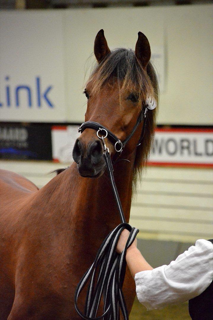 DAMOCHA 2011 - Rohans Melkor billede 51