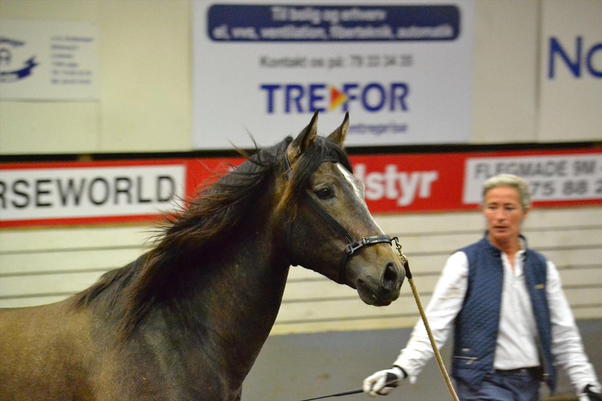 DAMOCHA 2011 - Masul De Cava billede 52