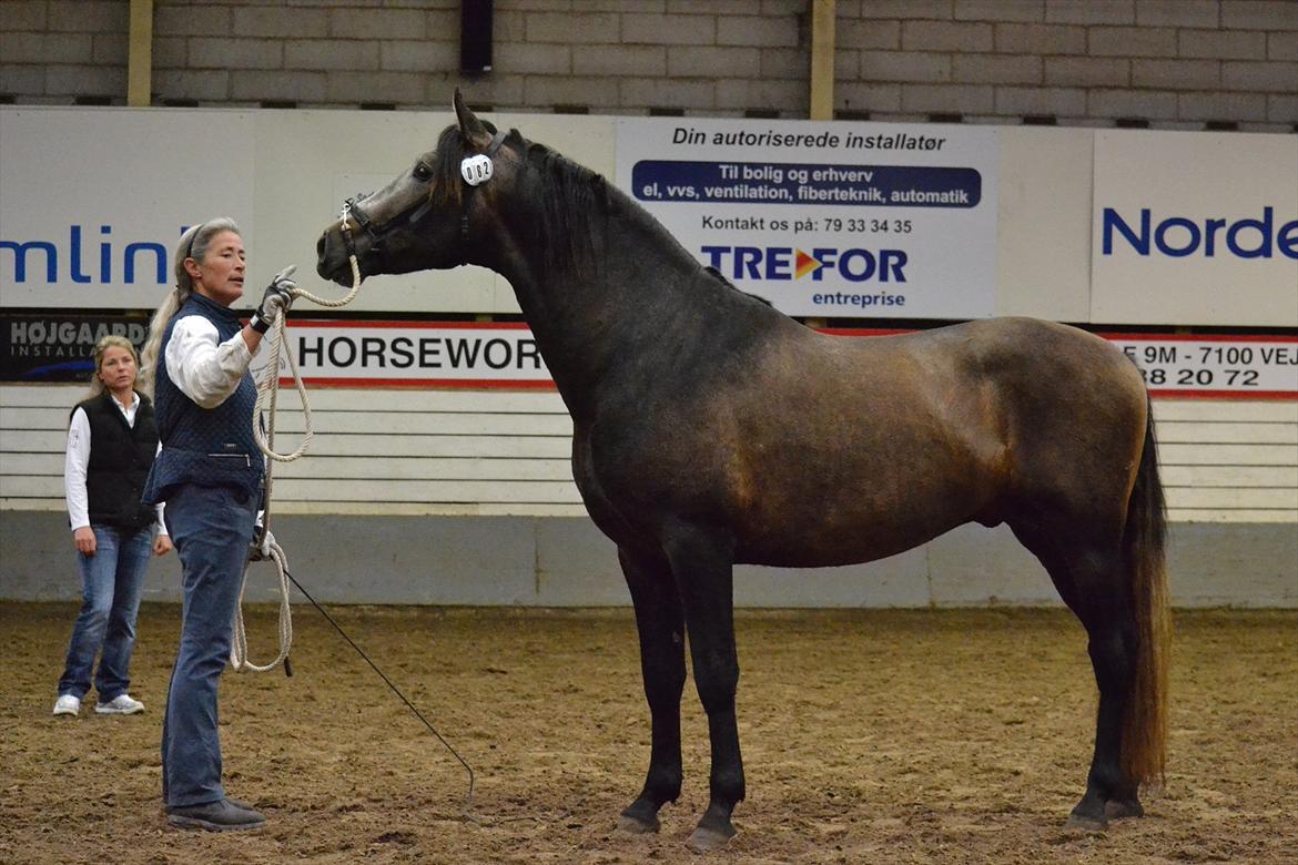 DAMOCHA 2011 - Masul De Cava billede 53