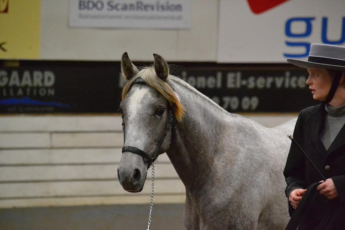 DAMOCHA 2011 - Lima Tyremose billede 54