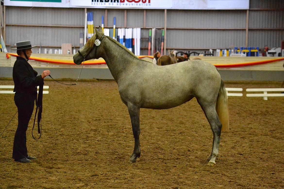 DAMOCHA 2011 - Lima Tyremose billede 55