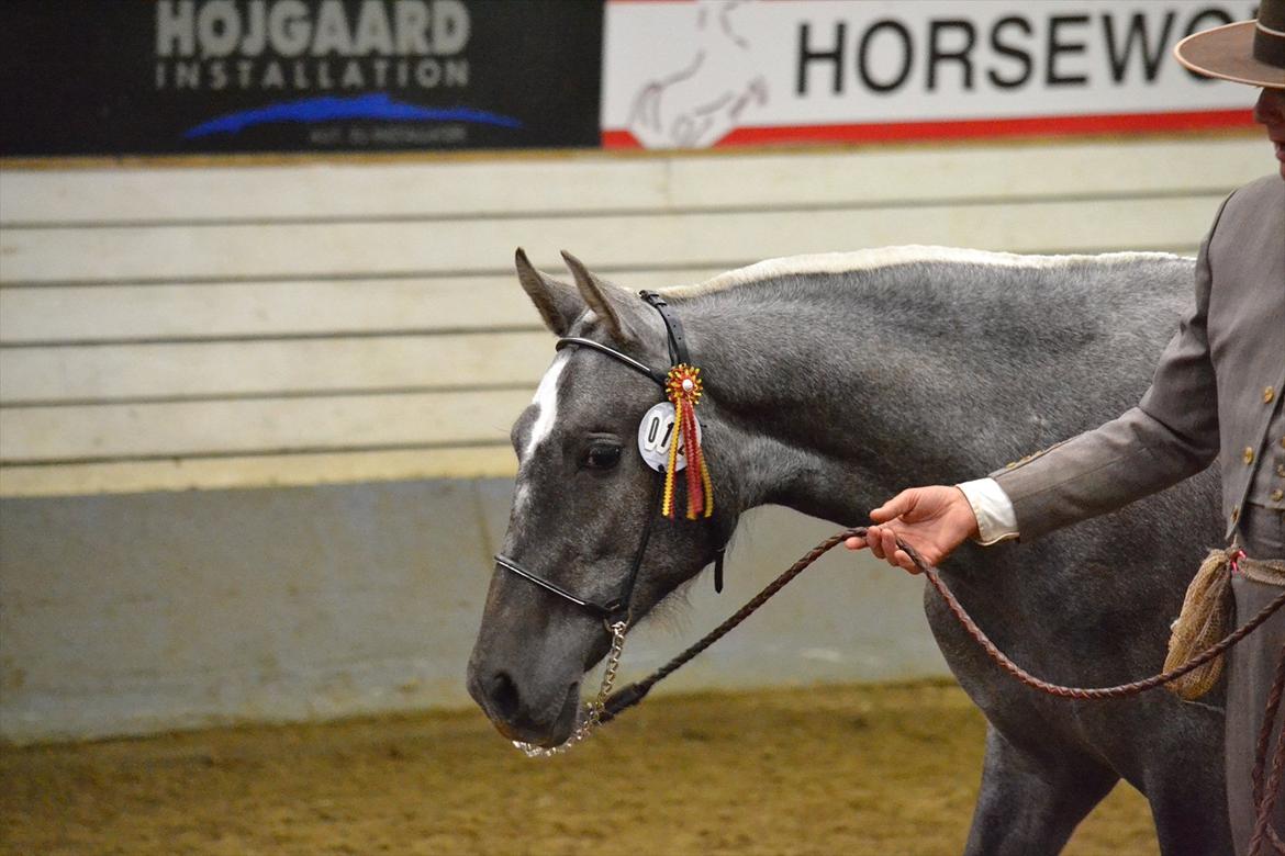 DAMOCHA 2011 - F Luca billede 56