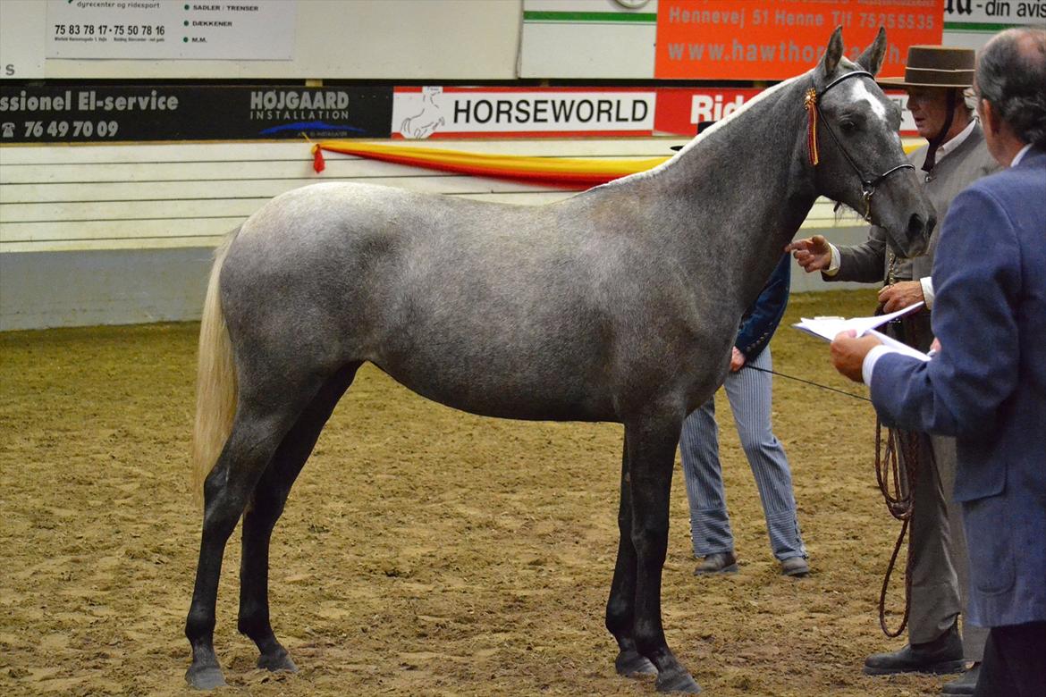 DAMOCHA 2011 - F Luca billede 57