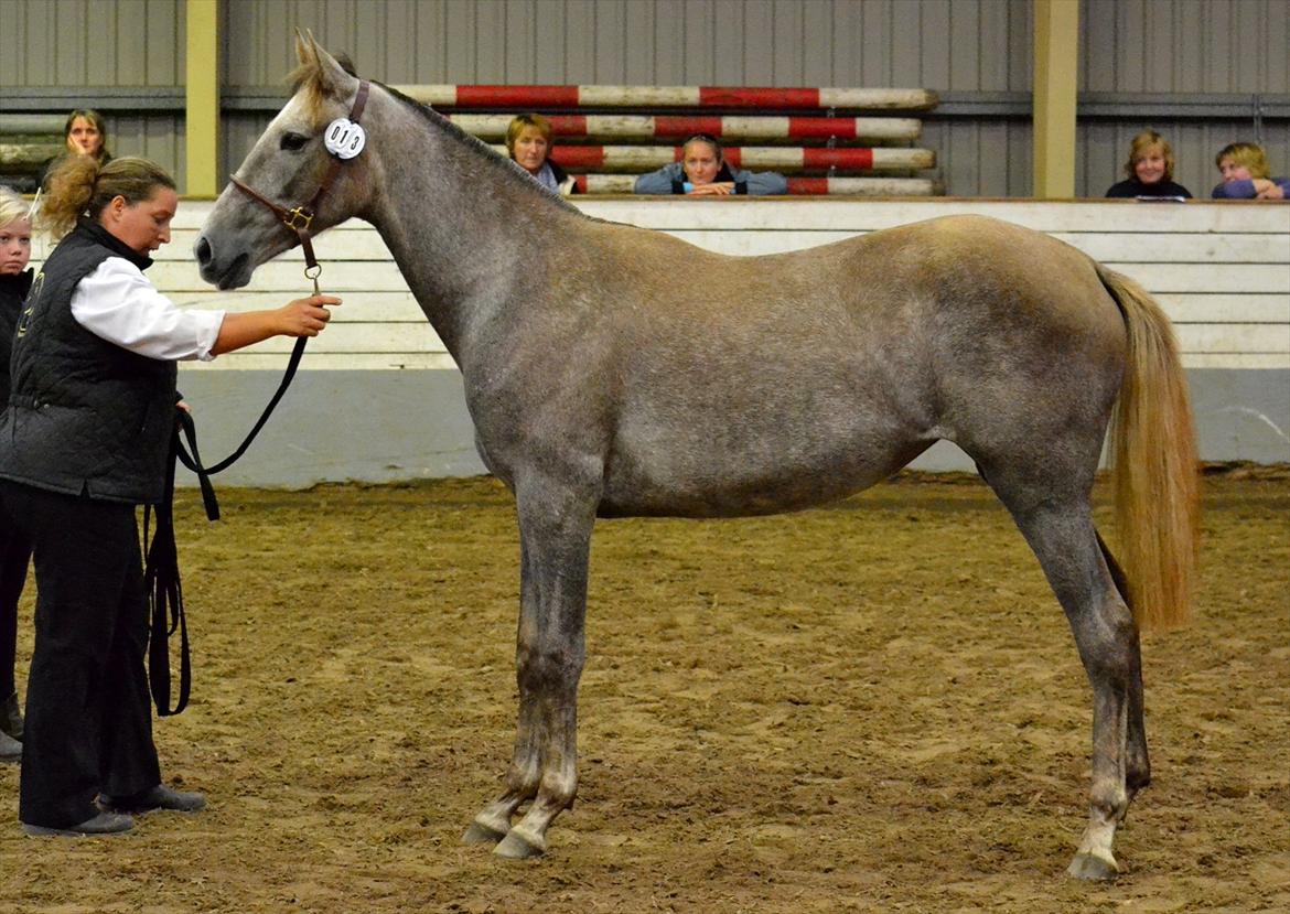 DAMOCHA 2011 - Holmgårds Rosalia billede 58