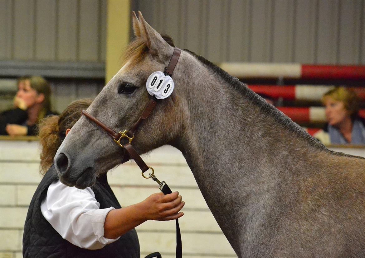 DAMOCHA 2011 - Holmgårds Rosalia billede 59