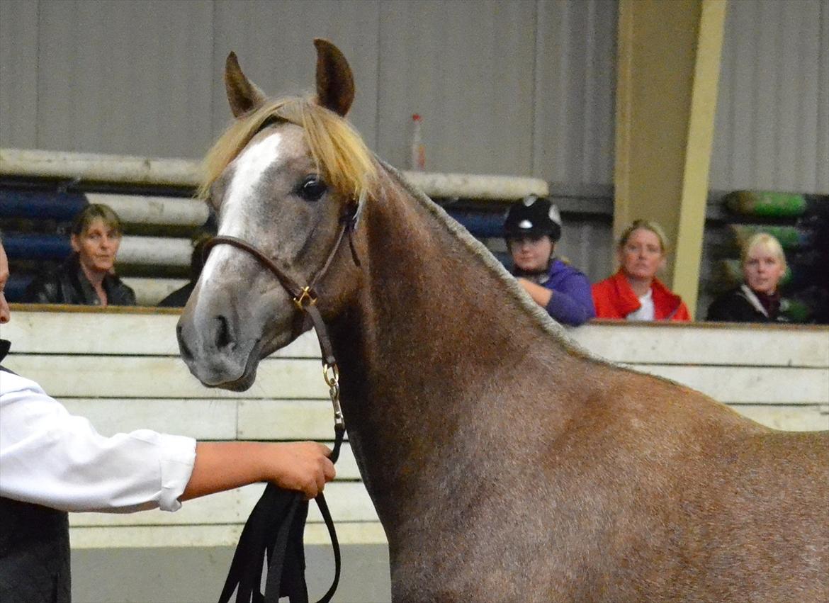 DAMOCHA 2011 - Holmgårds Limena billede 60