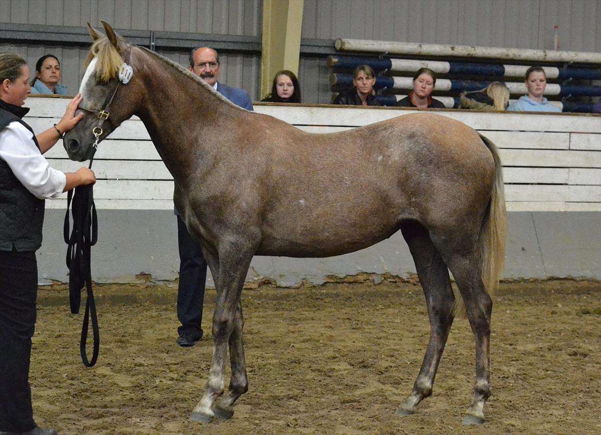 DAMOCHA 2011 - Holmgårds Limena billede 61