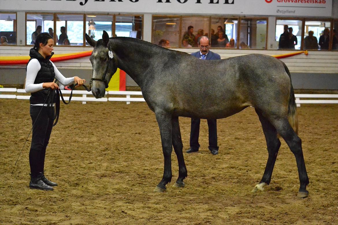 DAMOCHA 2011 - Eco SJ billede 62