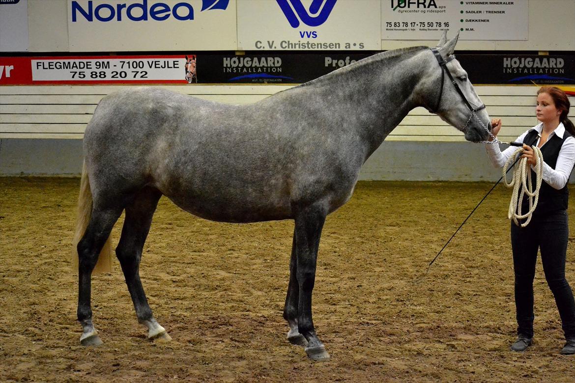 DAMOCHA 2011 - Dulzona SJ billede 63