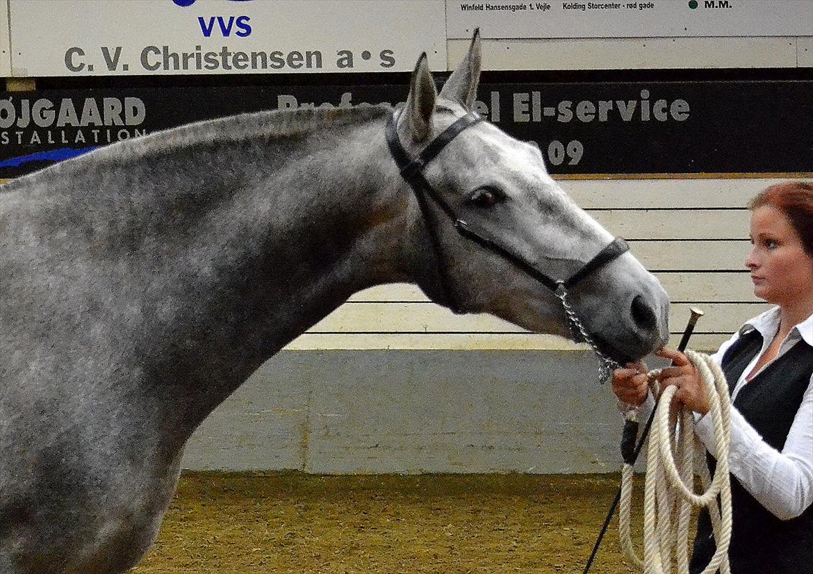 DAMOCHA 2011 - Dulzona SJ billede 64