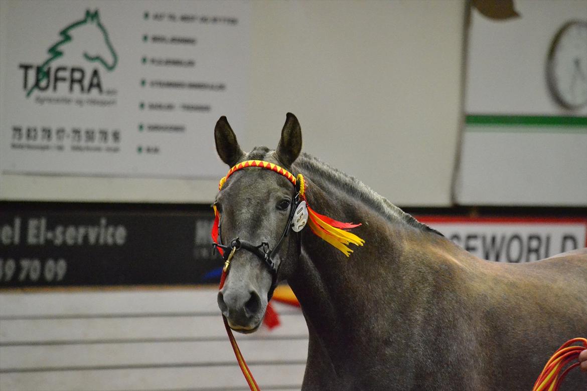 DAMOCHA 2011 - Castizo Belleza billede 65