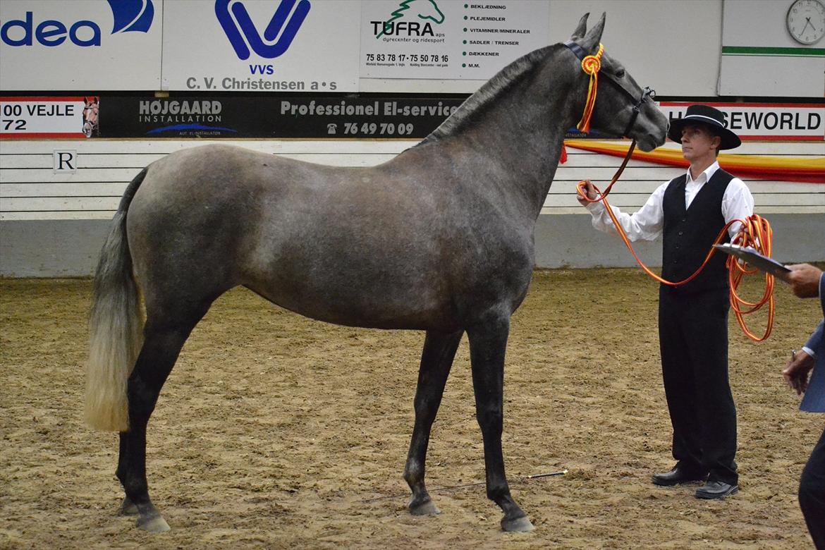 DAMOCHA 2011 - Castizo Belleza billede 66