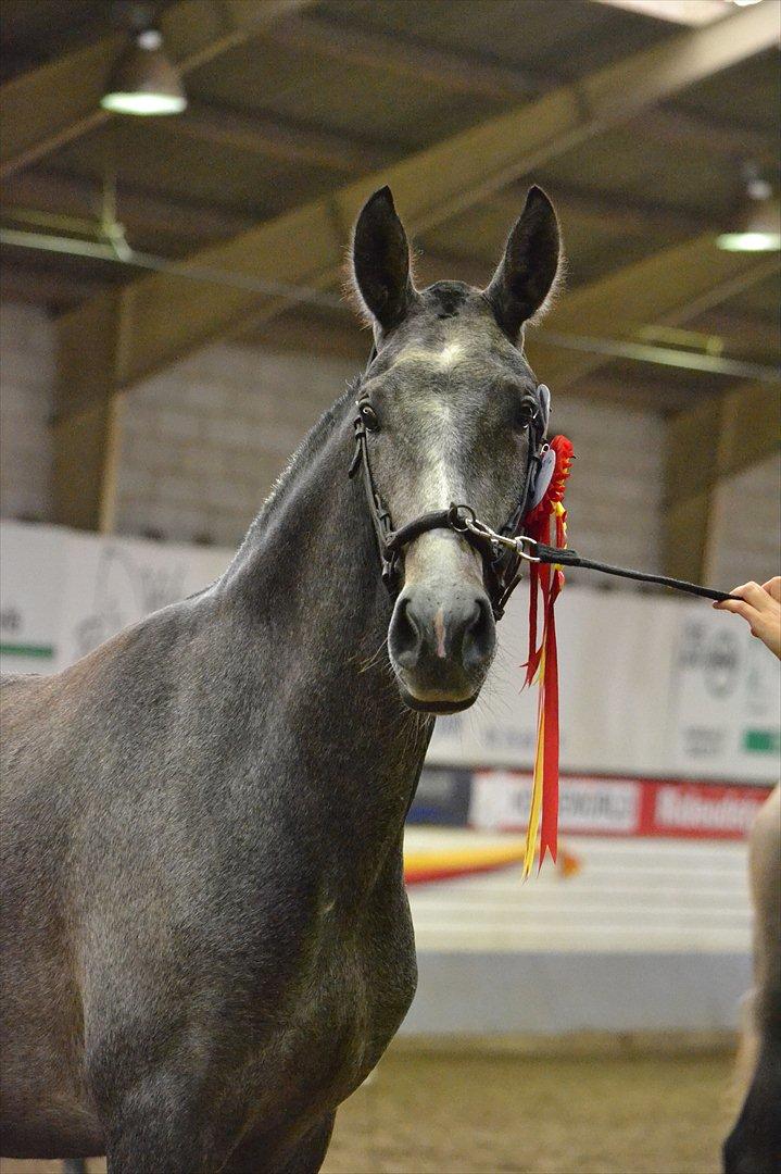 DAMOCHA 2011 billede 67