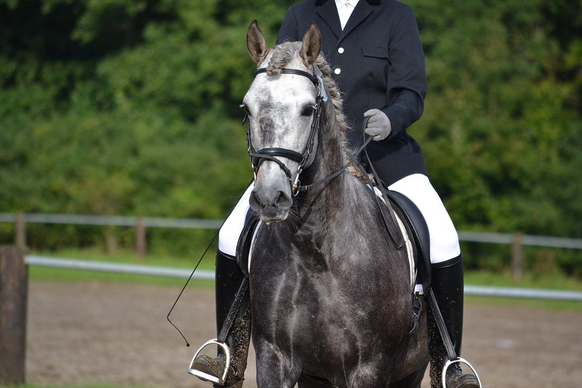 DAMOCHA 2011 - Maximus Z of Rohan billede 68