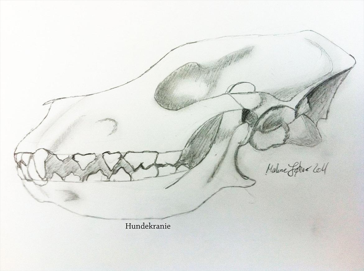 Tegninger billede 12