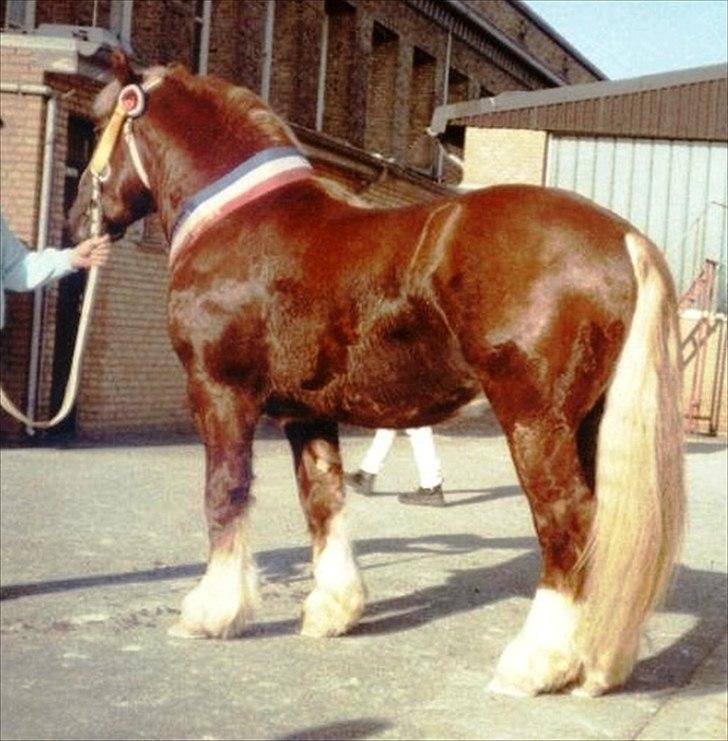 UNIK - Slesviger! - UNIK´s far Pirol. billede 4