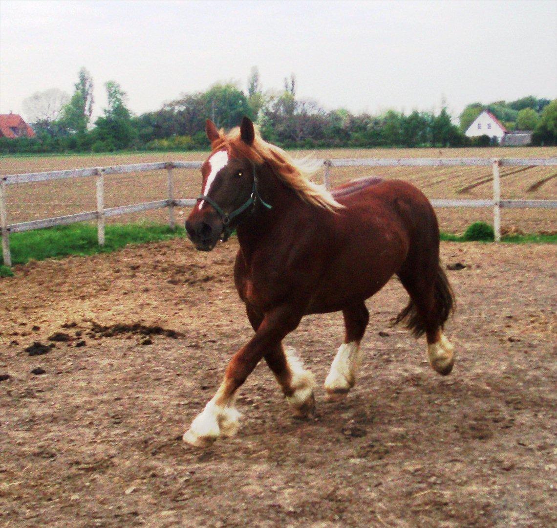 UNIK - Slesviger! - april 2007 billede 5