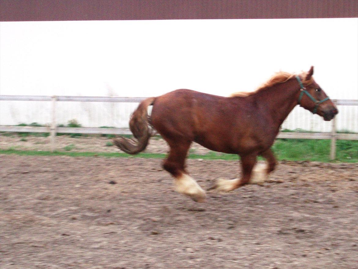 UNIK - Slesviger! billede 6