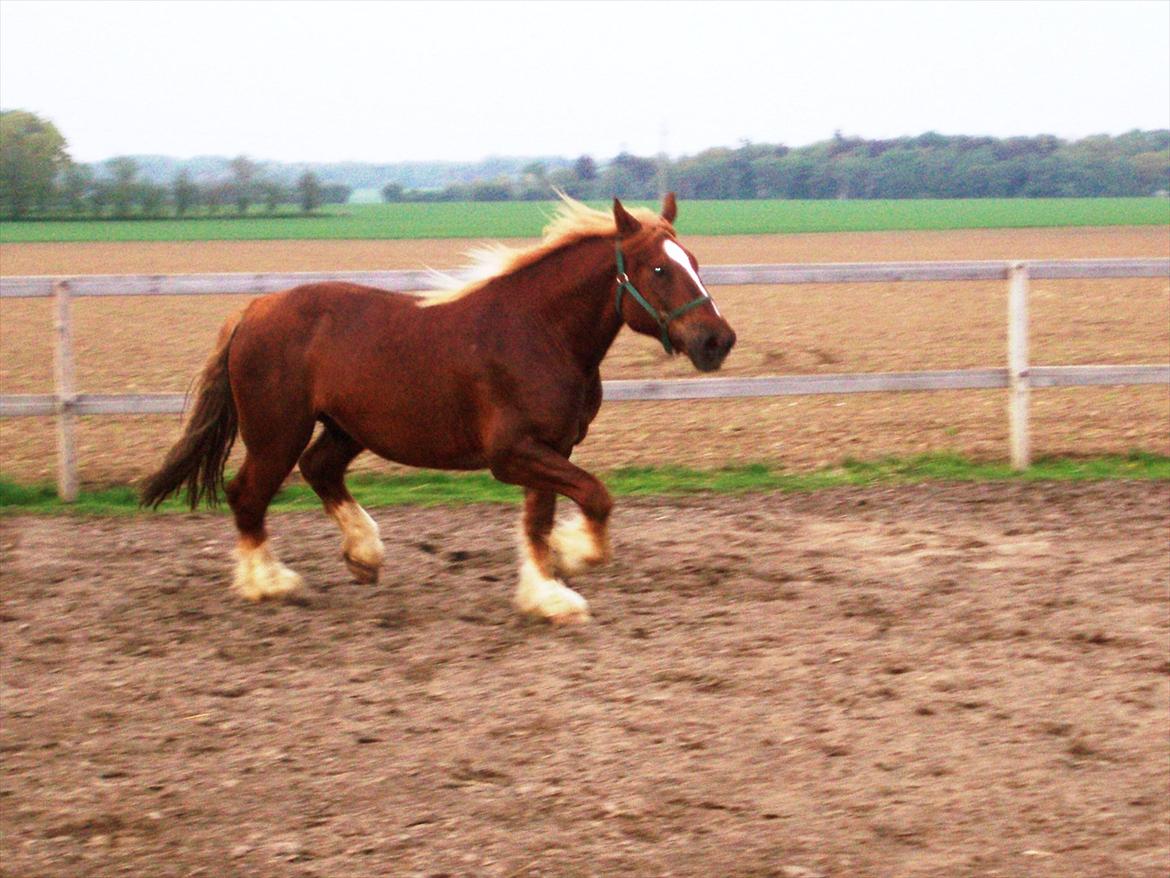 UNIK - Slesviger! billede 7