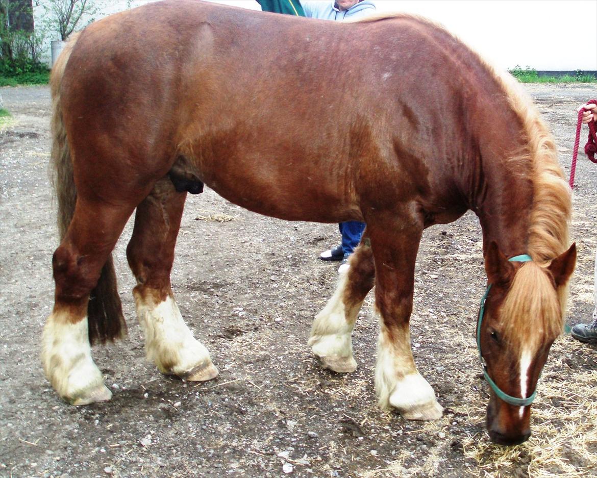 UNIK - Slesviger! billede 8