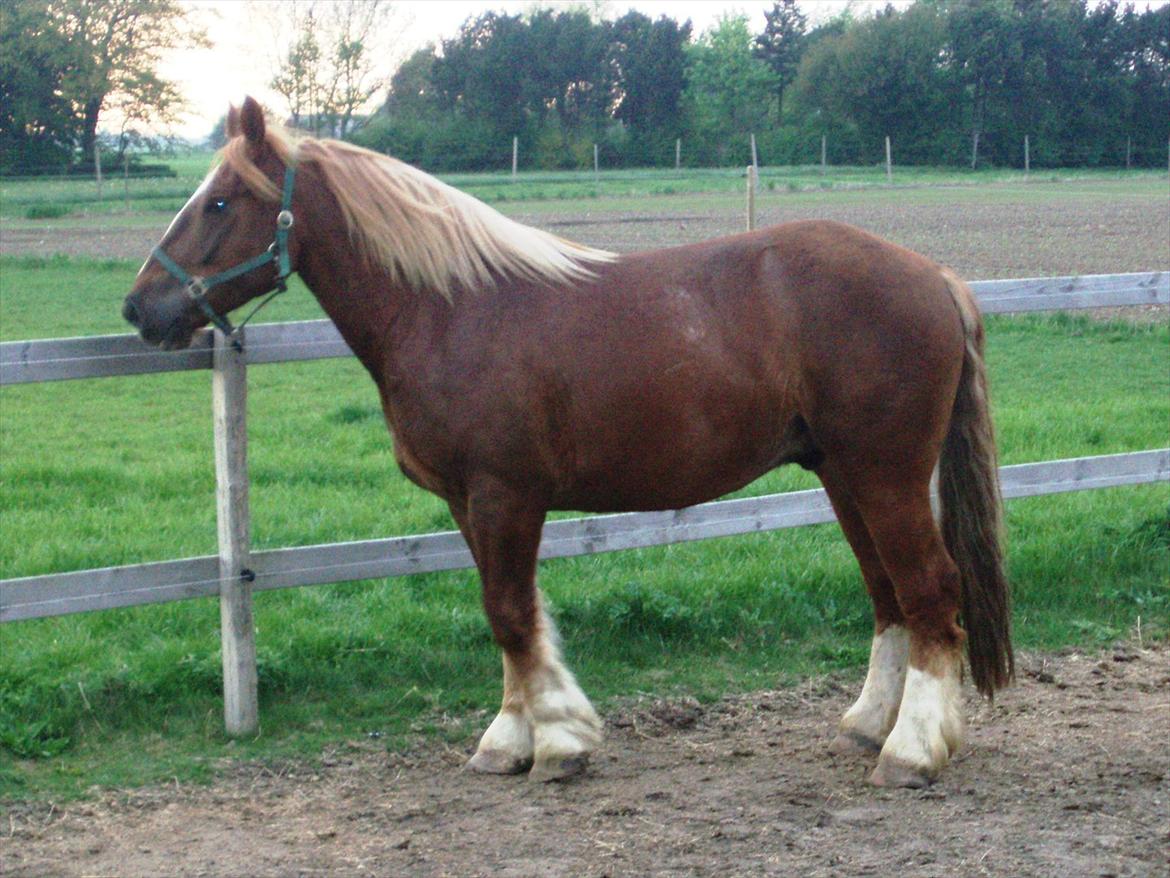 UNIK - Slesviger! billede 9