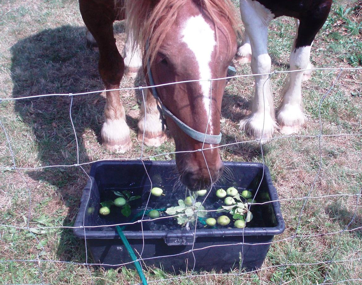 UNIK - Slesviger! billede 11