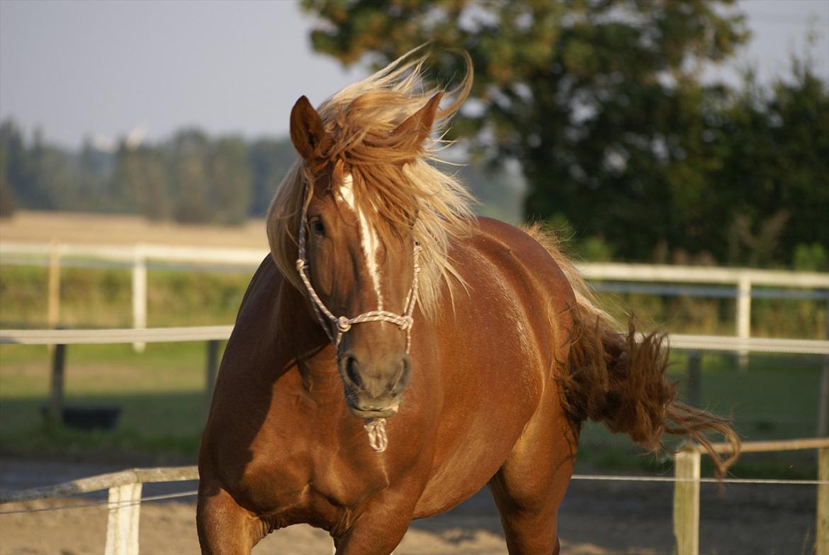 UNIK - Slesviger! billede 12