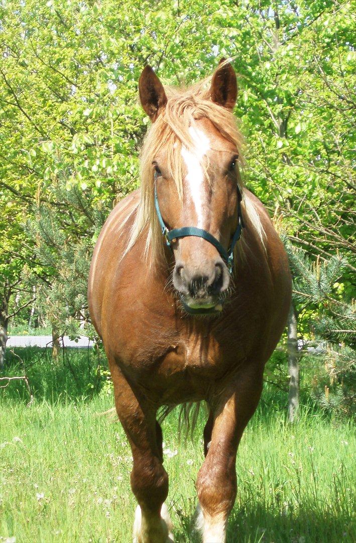 UNIK - Slesviger! billede 13