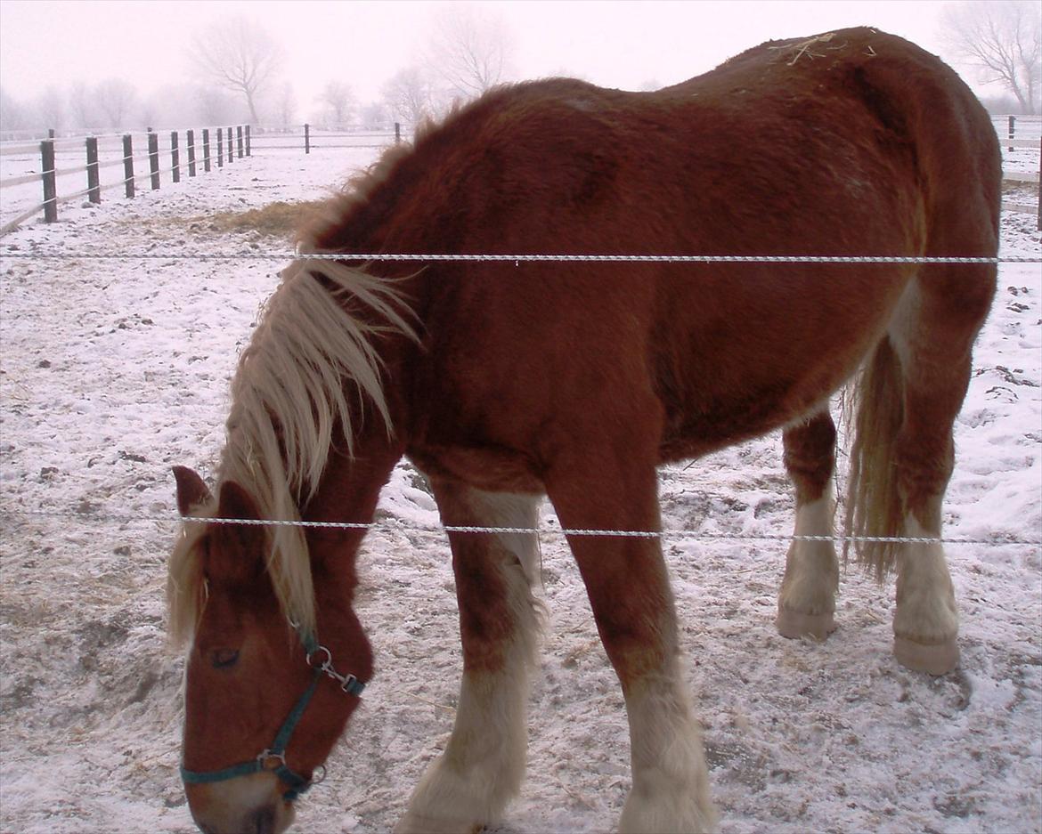 UNIK - Slesviger! - Marts 2006 billede 3