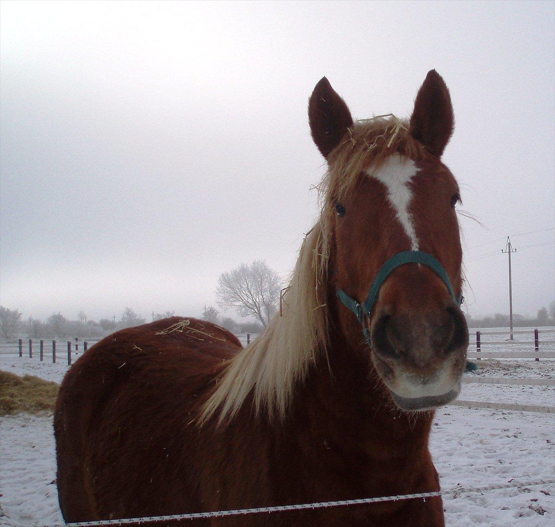 UNIK - Slesviger! - UNIK er lige kommet til sit nye hjem....... marts 2006. billede 1