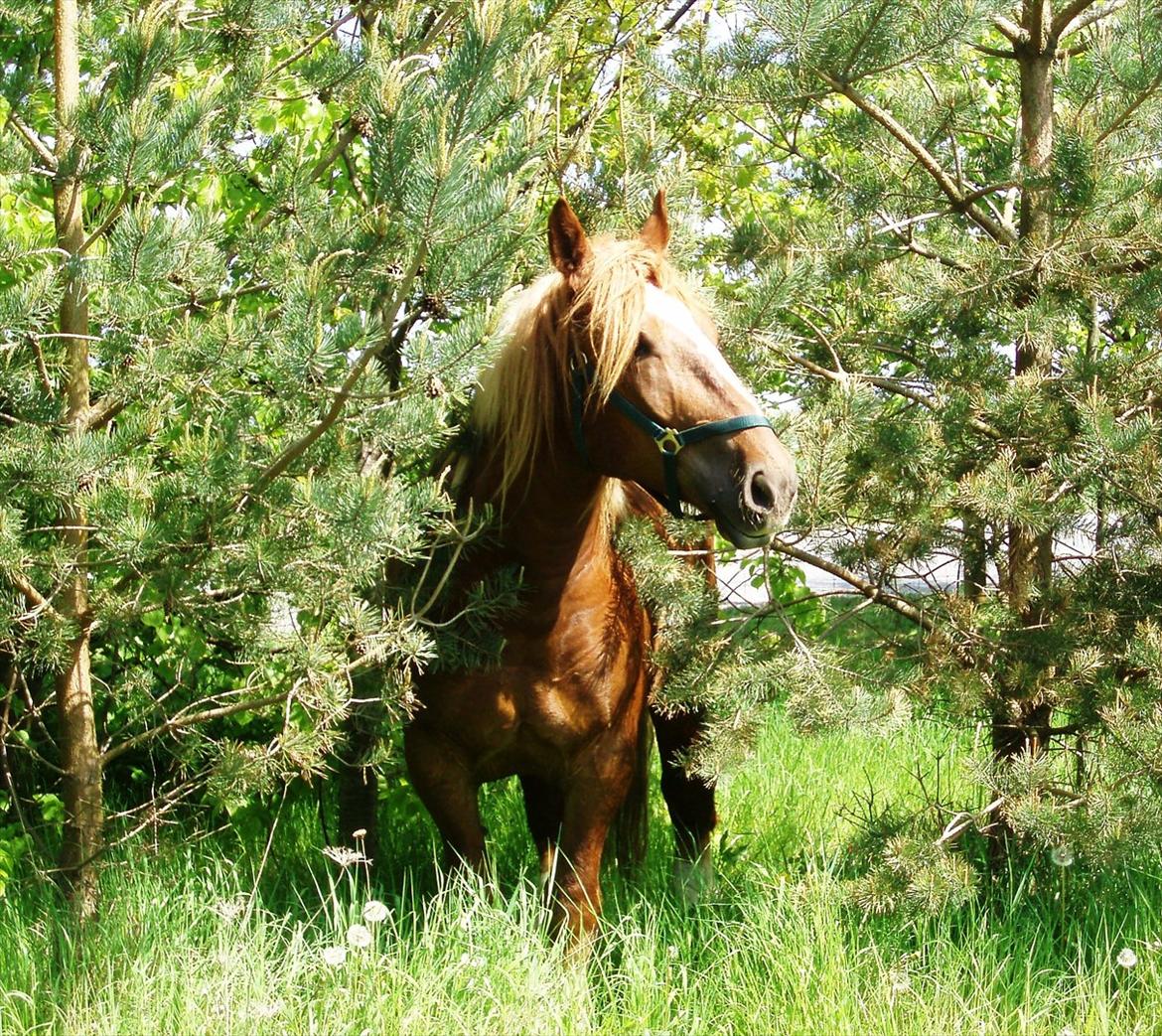 UNIK - Slesviger! billede 15