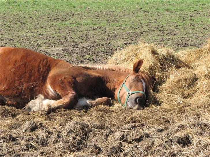 UNIK - Slesviger! - April 2009 UNIK er lige flyttet til kæmpefold med soveplads.......  billede 16